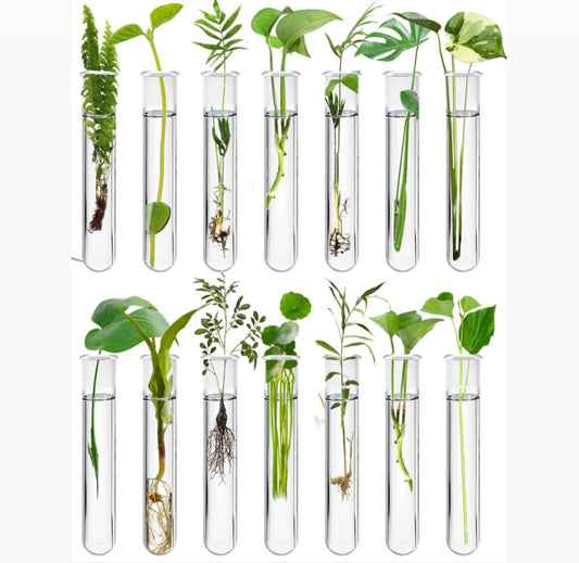 Test tubes for propagation planter hooks